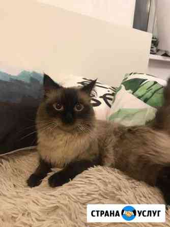 Вязка Санкт-Петербург