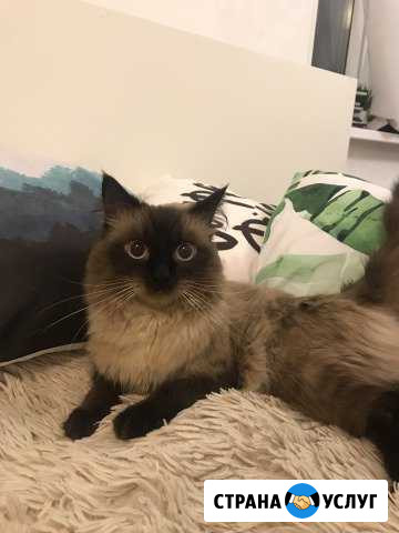 Вязка Санкт-Петербург - изображение 1