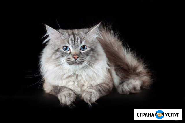 Сибирский (Невский маскарадный) кот на вязку Санкт-Петербург - изображение 1