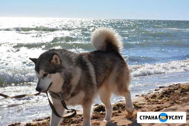 Кобель Аляскинского маламута на вязку Курск - изображение 1