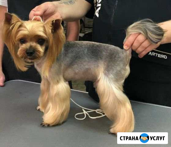 Стрижка собак (груминг) м. Б.Рокоссовского Москва - изображение 1
