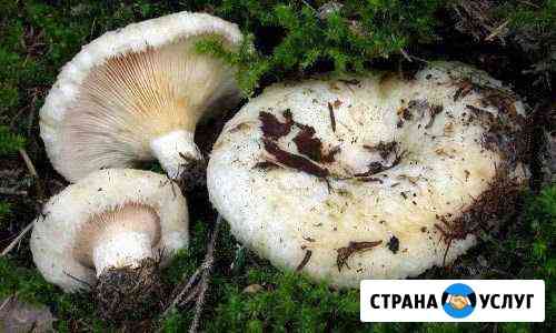 Продам грузди свежие Сургут
