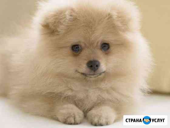 Стрижка кошек и собак Кузнецк