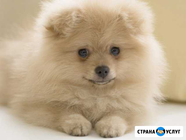 Стрижка кошек и собак Кузнецк - изображение 1