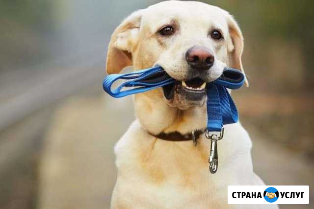 Выгул собак Ухта - изображение 1