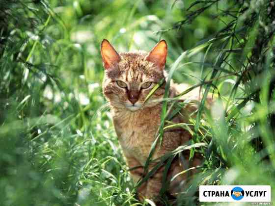 Передержка кошки Краснодар