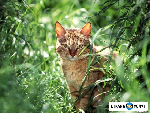 Передержка кошки Краснодар - изображение 1