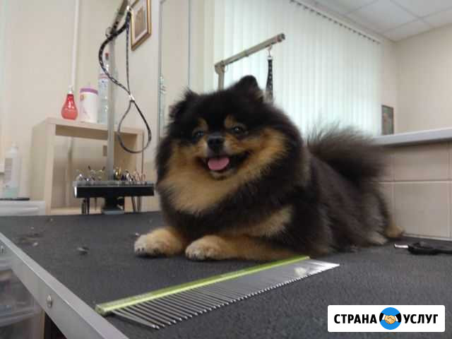 Стрижка (Груминг) собак Ижевск - изображение 1