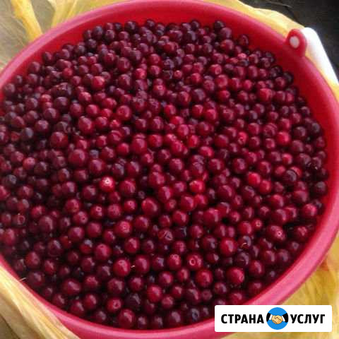Принимаю заказы на сбор ягоды (брусника, клюква) Лангепас - изображение 1