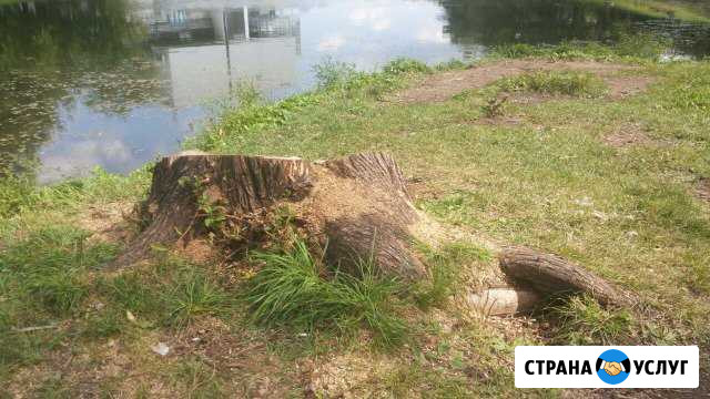 Дробление пней Домодедово - изображение 1