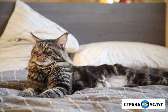 Вязка мейн куна Москва - изображение 1