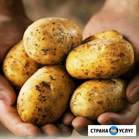 Картофель Белев - изображение 1