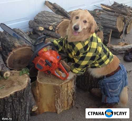 Продажа дров Красноярск - изображение 1