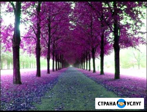 Благоустройство и озеленение территории Дрезна - изображение 1