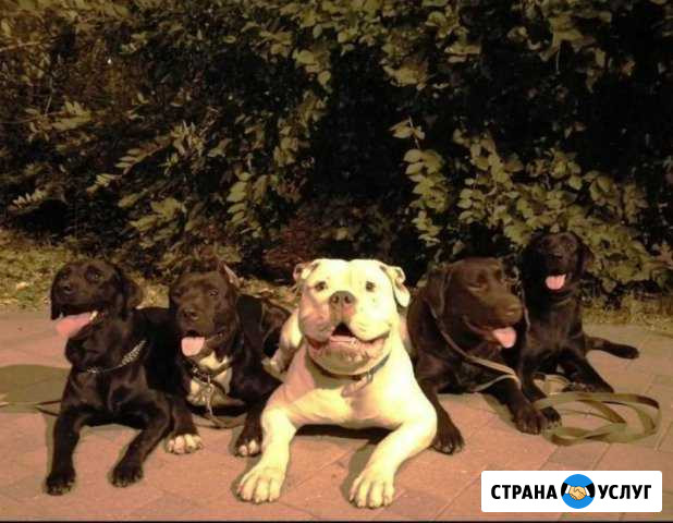 Передержка собачек мытье, Дрессировка Казань - изображение 1