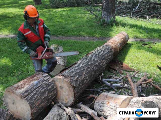 Спил деревьев Тимашевск - изображение 1