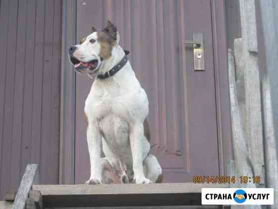 Кобель для вязки Новороссийск