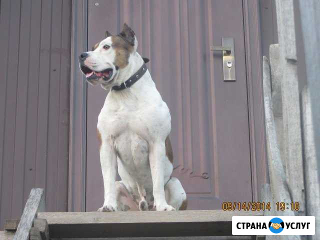 Кобель для вязки Новороссийск - изображение 1