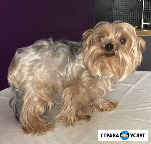Стрижка животных (собак, кошек) Груминг Тримминг Москва - изображение 1
