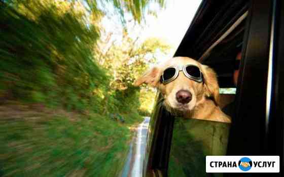 Зоотакси Королев
