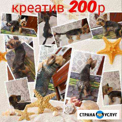 Стрижка собак и кошек Климовск комплекс Подольск