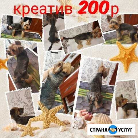 Стрижка собак и кошек Климовск комплекс Подольск - изображение 1