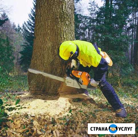 Спил деревьев и их уборка Саки - изображение 1