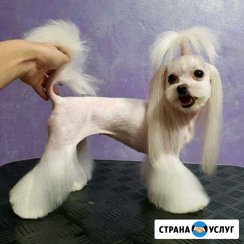 Грумер. Стрижка собак и кошек Нижний Новгород - изображение 1