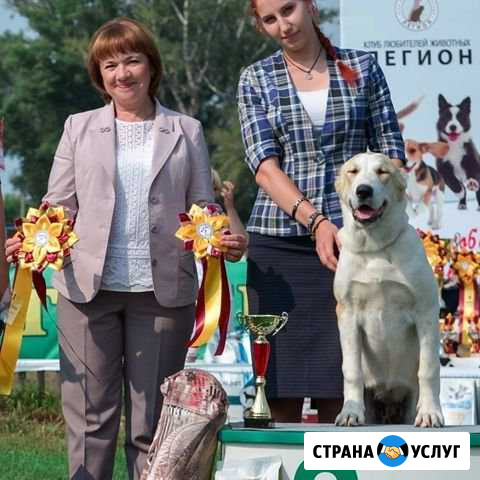 Хендлер (подготовка и выставление собак на выставк Цибанобалка - изображение 1
