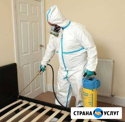 Уничтожение клопов, тараканов и муравьев Барнаул - изображение 1