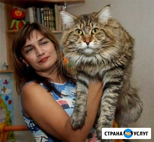 Зоогостиница-уход и забота в ваше отсутствие Бугульма - изображение 1