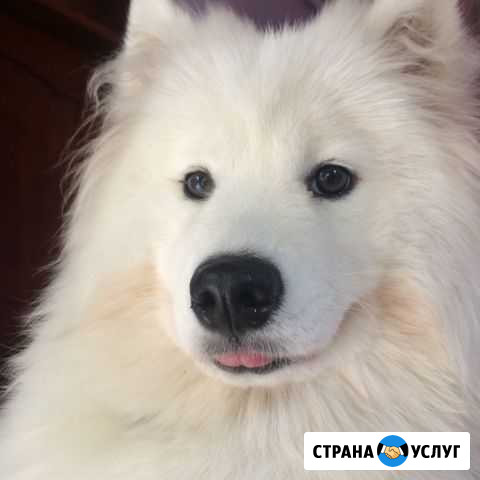 Передержка собак и кошек Ростов-на-Дону - изображение 1