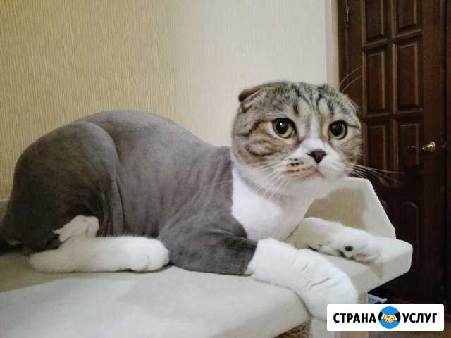 Стрижка кошек-груминг Ульяновск - изображение 1