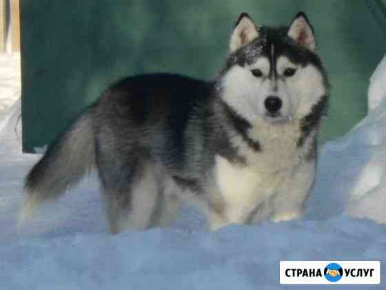 Вязка Нижневартовск