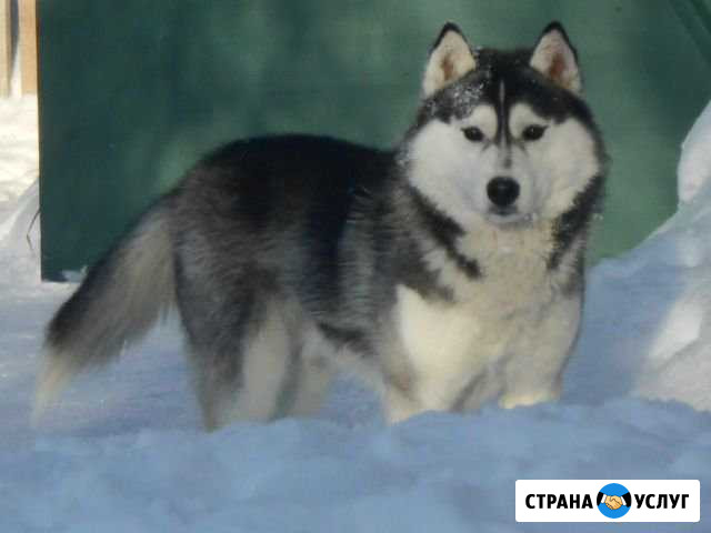 Вязка Нижневартовск - изображение 1