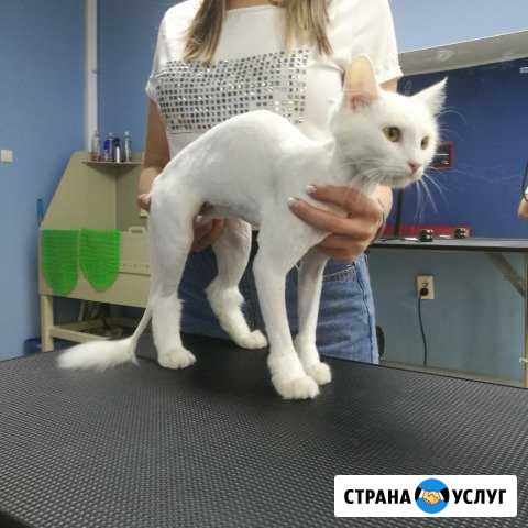 Стрижка собак и кошек Сургут - изображение 1