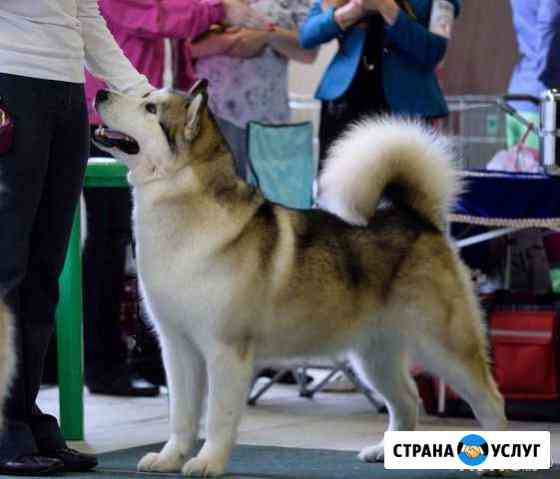 Добросовестная передержка Вашей собаки Санкт-Петербург