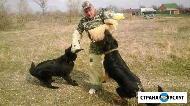 Дрессировка собак Курганинск - изображение 1