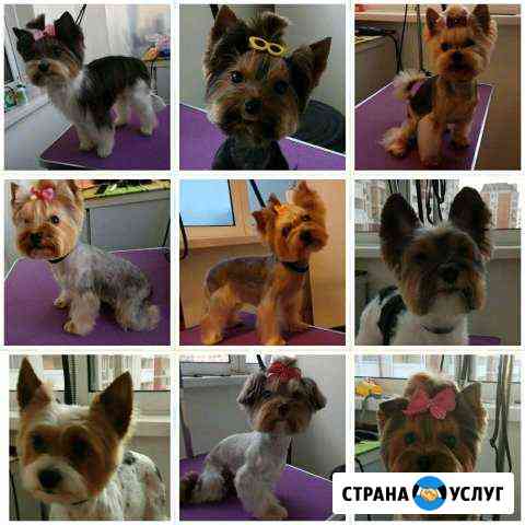 Груминг (стрижка) маленьких собак в Бутово Москва