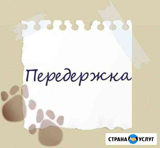 Возьму на передержку собаку. Мальчика Мончегорск