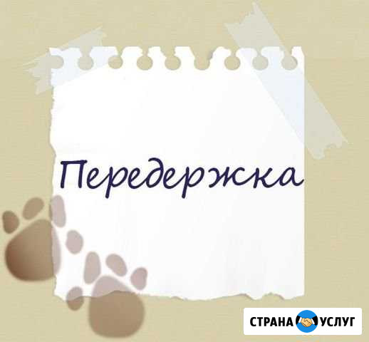 Возьму на передержку собаку. Мальчика Мончегорск - изображение 1