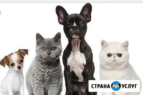 Передержка собак и кошек Батайск - изображение 1