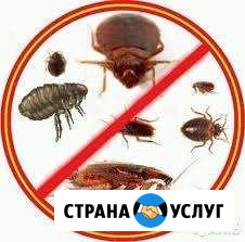 Избавим от тараканов и клопов 100гарантия Лобня - изображение 1
