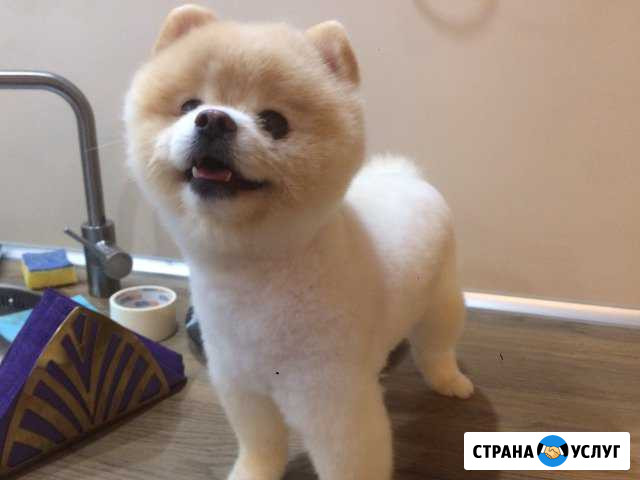 Стрижка собак и кошек в Химках Химки - изображение 1