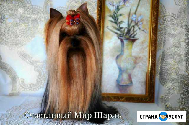 Вязка йоркширский терьер Саранск - изображение 1