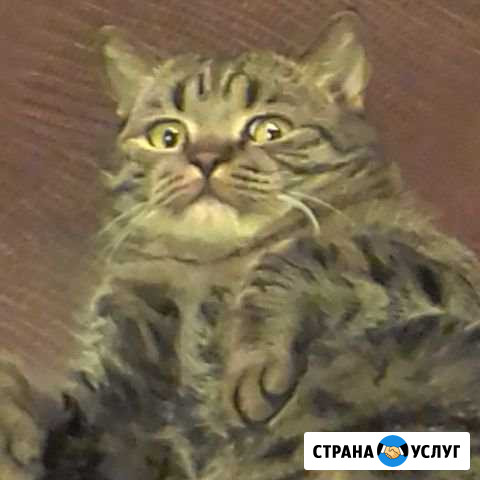 Передержка котов Братск - изображение 1