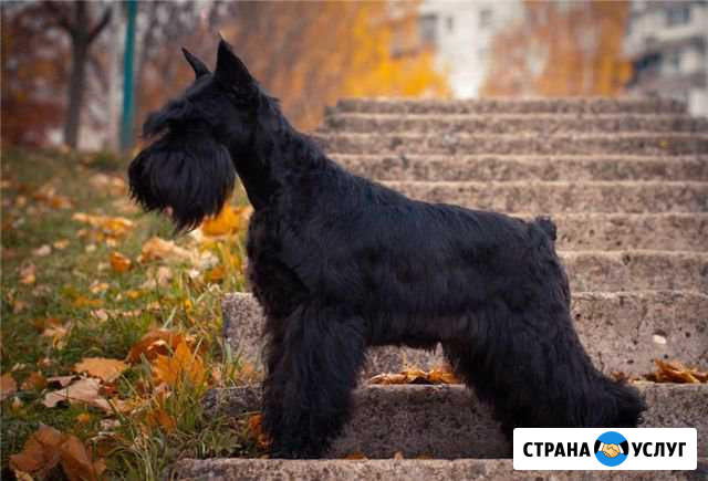 Стрижка собак Звенигород - изображение 1