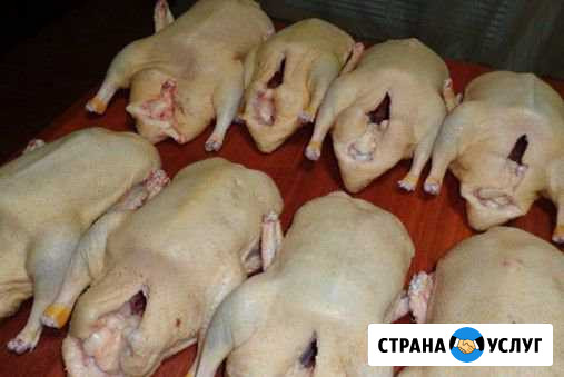 Экологически чистое мясо индоутки Электроугли - изображение 1