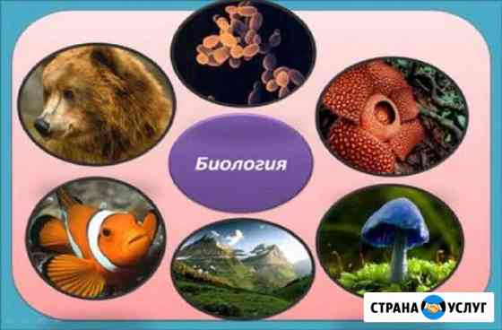 Репетитор по биологии Воронеж