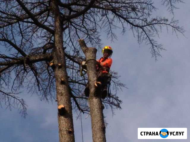 Спил Деревьев Бор - изображение 1